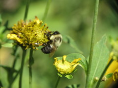 Bombus impatiens