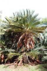 Encephalartos princeps