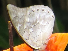 Archaeoprepona demophoon