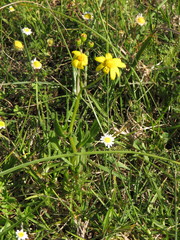 Senecio littoreus littoreus