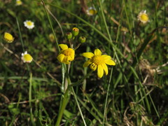 Senecio littoreus littoreus