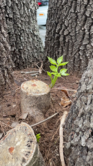 Heptapleurum actinophyllum