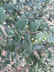 Cotoneaster dielsianus