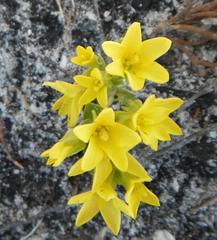 Sebaea sulphurea