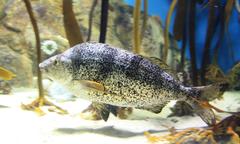 Nemadactylus monodactylus