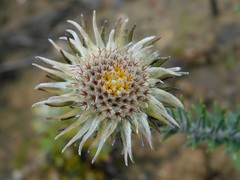Phylica calcarata