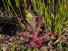 Sonchus asper asper