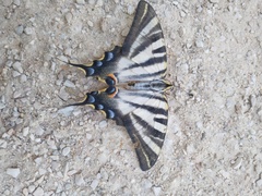 Iphiclides feisthamelii