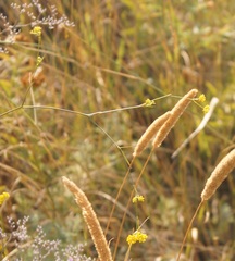 Bupleurum brachiatum