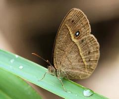 Brakefieldia perspicua perspicua