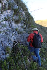 Erica occulta