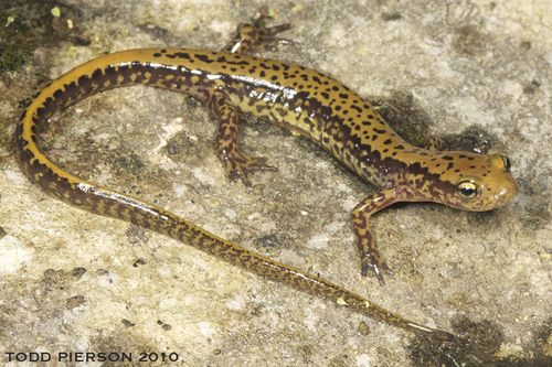 Long-tailed Salamander