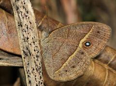 Brakefieldia perspicua perspicua