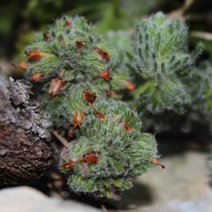 Erica occulta