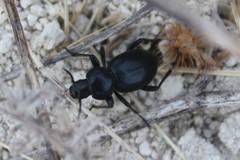 Tentyria grossa
