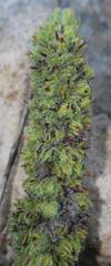 Erica occulta