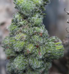 Erica occulta
