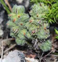 Erica occulta