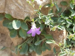 Campanula daghestanica
