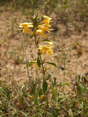 Barleria ameliae