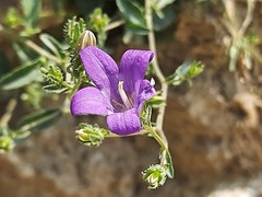 Campanula daghestanica