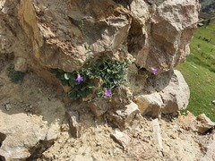 Campanula daghestanica