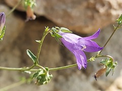 Campanula daghestanica