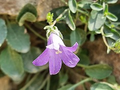 Campanula daghestanica