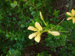 Barleria rotundifolia