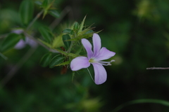 Barleria saxatilis