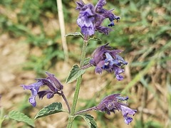 Nepeta cyanea