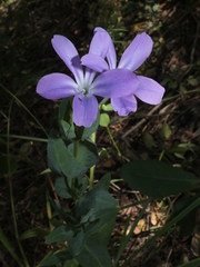 Barleria wilmsiana