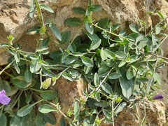 Campanula daghestanica