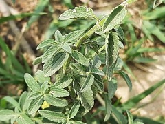 Nepeta cyanea