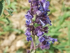 Nepeta cyanea