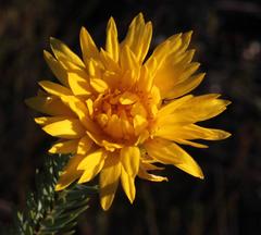 Lachnaea aurea