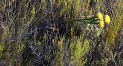 Lachnaea aurea