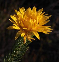 Lachnaea aurea