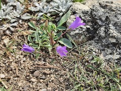 Campanula sibirica
