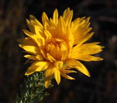 Lachnaea aurea