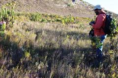 Lachnaea aurea