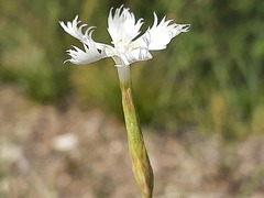 Dianthus awaricus