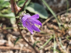 Campanula sibirica
