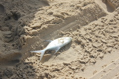 Trachinotus coppingeri