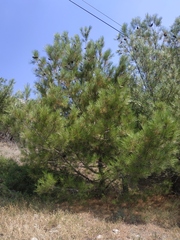 Pinus brutia pityusa