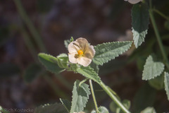 Rhynchosida physocalyx