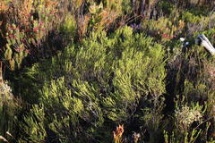 Euchaetis burchellii
