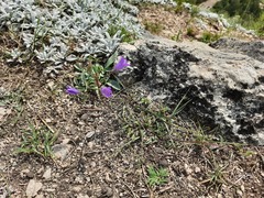 Campanula sibirica