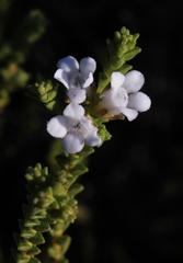 Euchaetis burchellii
