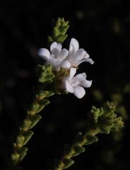 Euchaetis burchellii